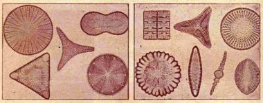 ./home/Retro-sciences/Invisible1937/Diatomees.jpg