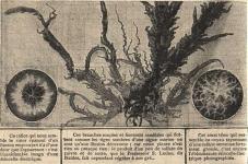 ./home/Retro-sciences/Nature1908/nature-1.jpg