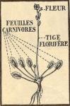 ./home/Retro-sciences/PlantesCarnivores1931/Drosera.jpg
