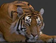 ./home/Multimedia/Internet/Animal/Tigre.jpg